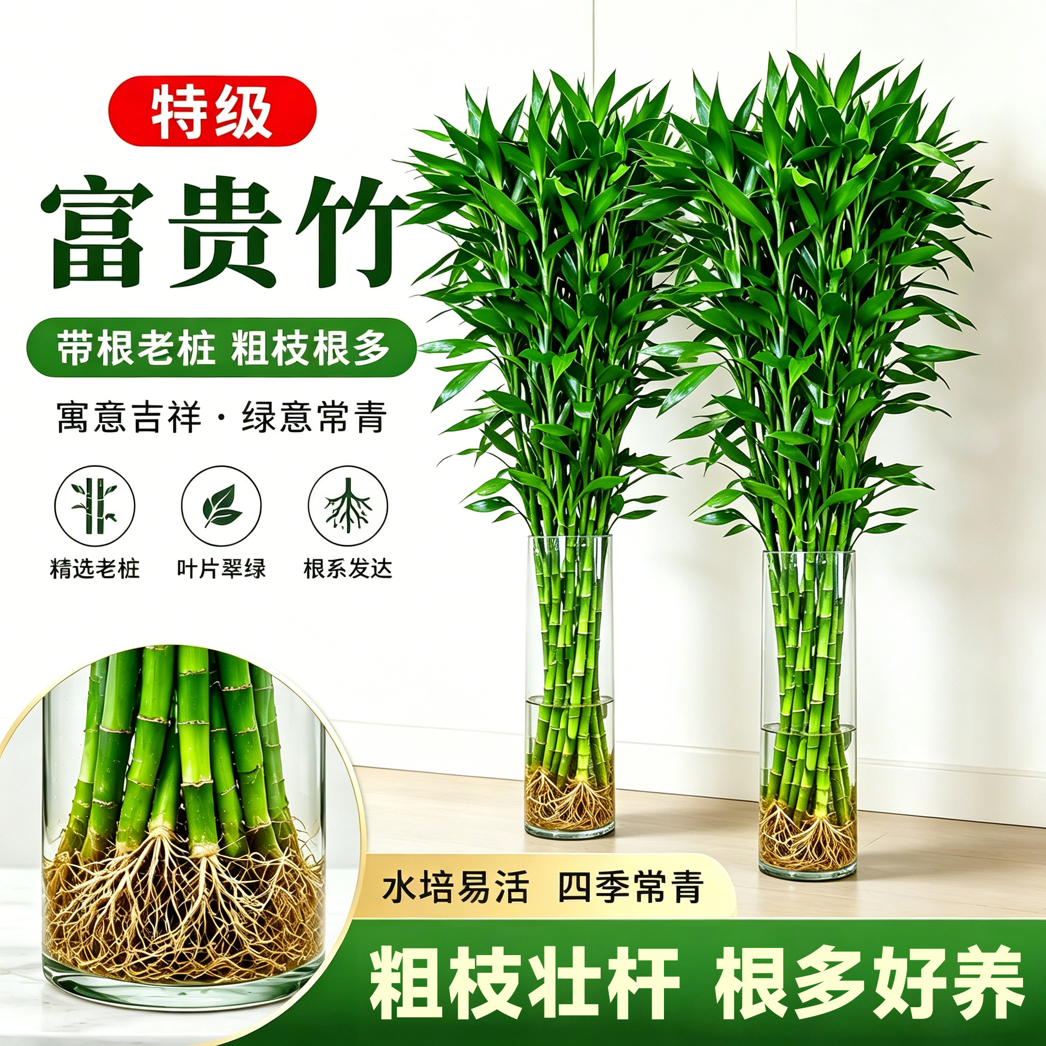 富贵竹水培植物客厅招财节节高水养超大号盆栽粗杆室内好养绿植物