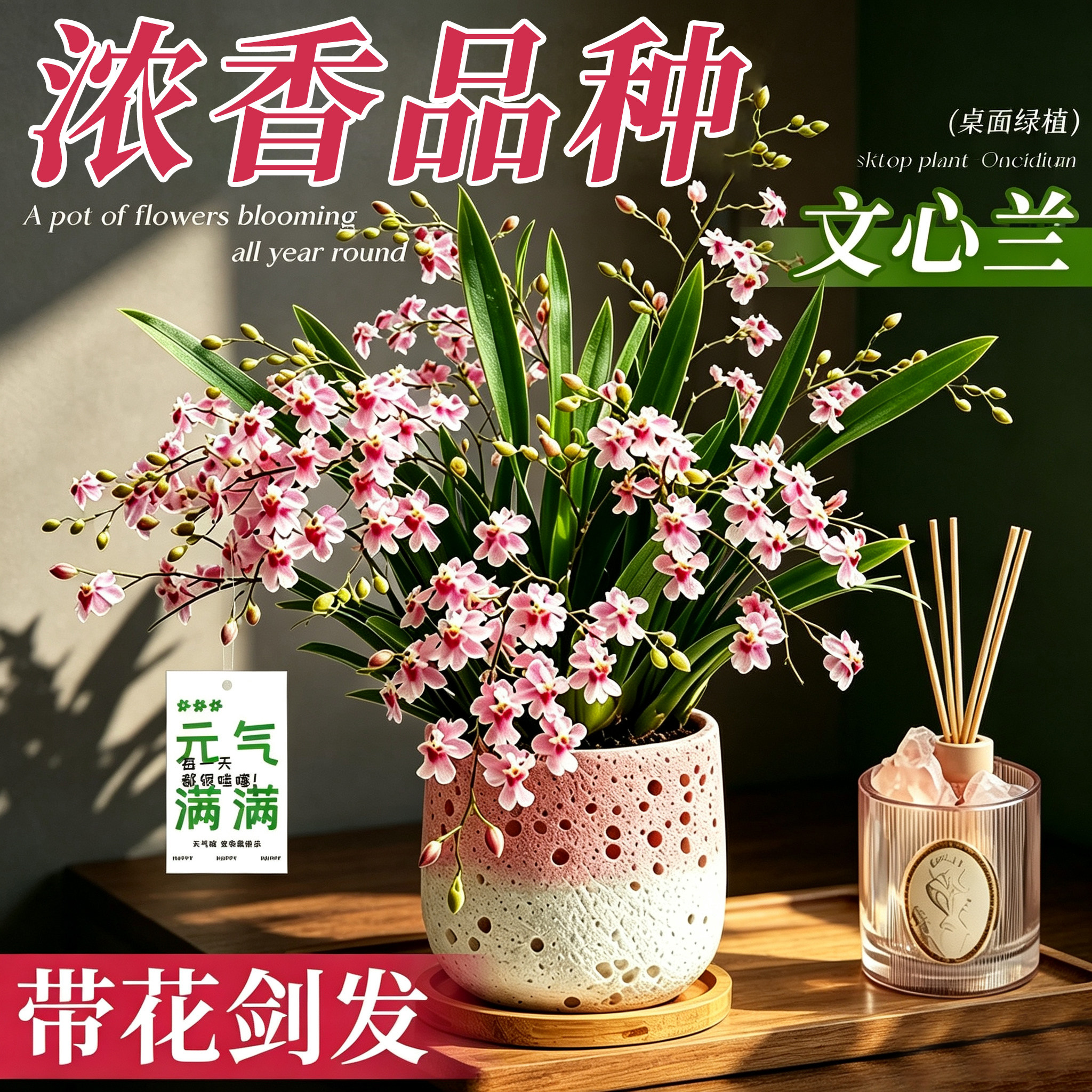 【带花剑】香水文心兰带花苞盆栽图片