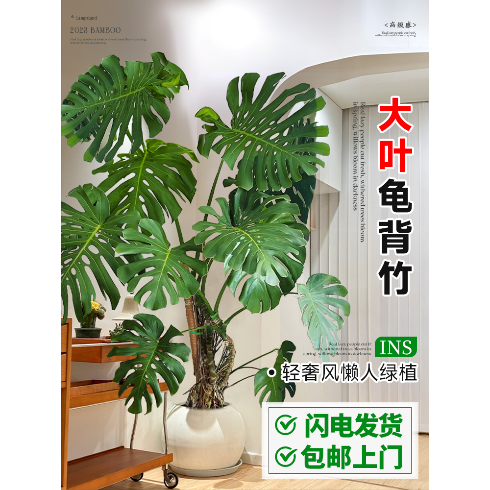 龟背竹客厅大盆栽室内植物