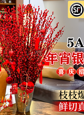 招财银柳鲜枝特级红色真花鲜枝客厅摆件超大花苞银柳新年装饰红柳