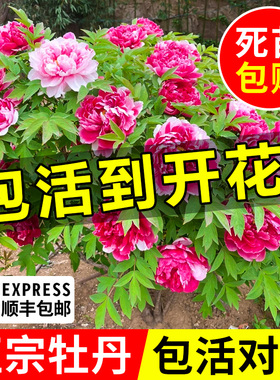 牡丹花树苗盆栽带花苞正宗洛阳名贵鲜花老桩花卉绿植四季好养菏泽