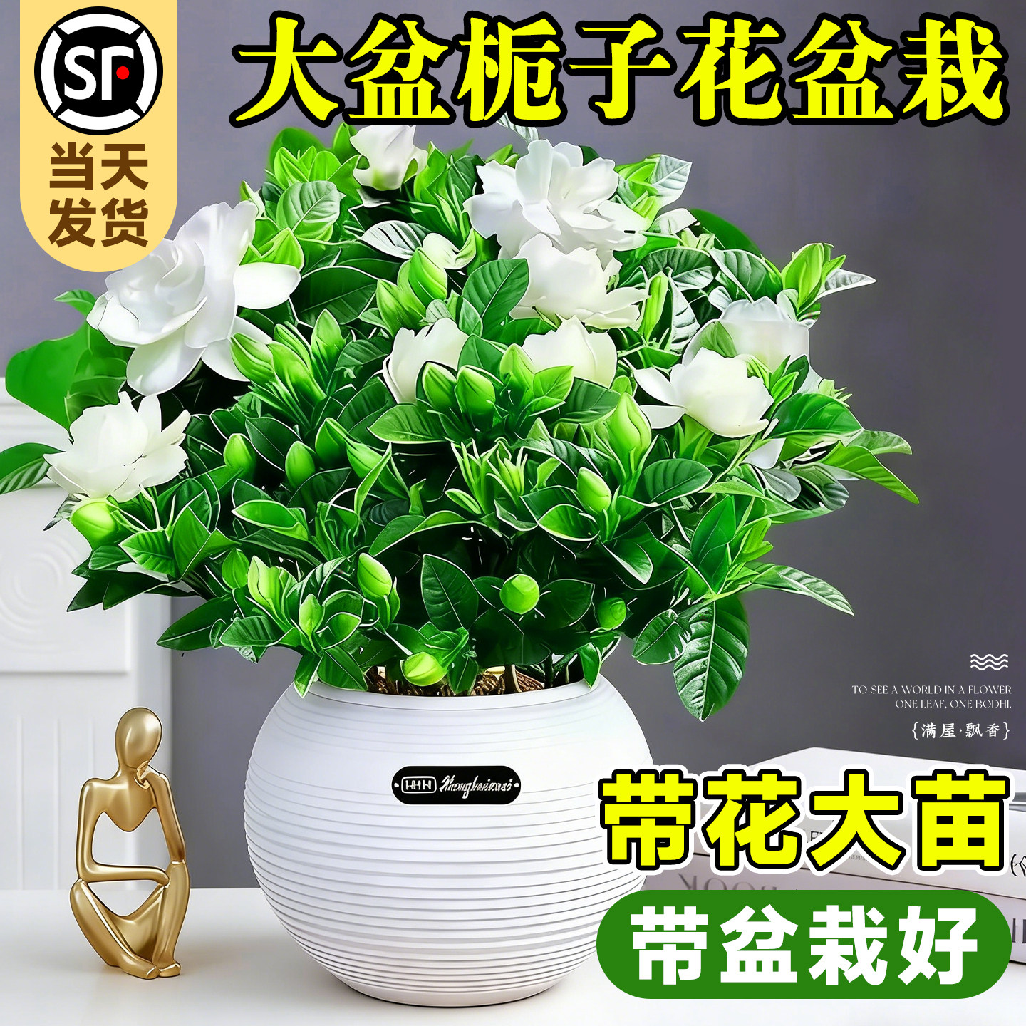 【带花发货】栀子花盆栽带苞浓香图片