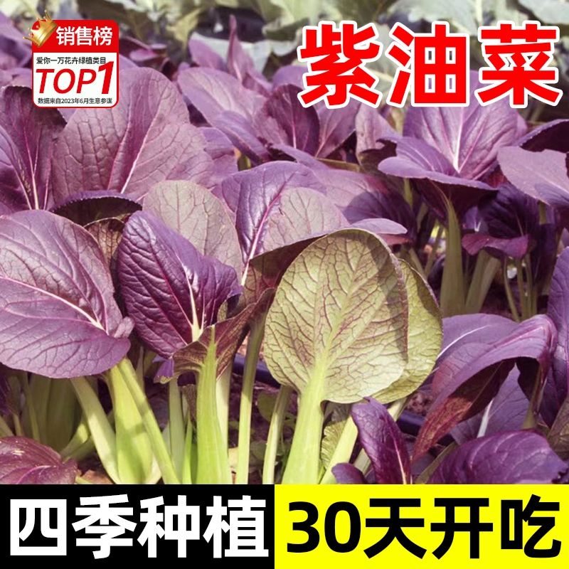 紫罗兰种子四季紫油菜紫色鸡毛菜
