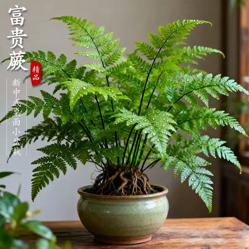 富贵蕨盆栽四季常青蕨类植物室内