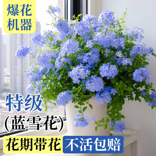 【已售10w+】蓝雪花盆栽爆花机器