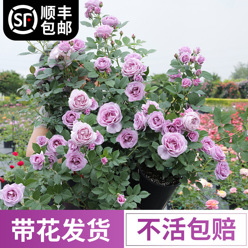 速发月季木苗特大花玫瑰花苗盆栽带花苞四季开庭花院灌花台浓香花