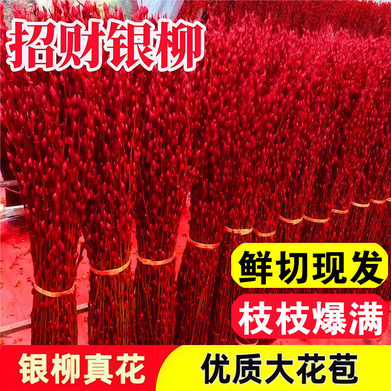 年宵银柳干花真花鲜枝植物红色银柳花瓶年宵花卉福桶客厅室内装饰,鲜花速递/花卉仿真/绿植园艺,绿植,淘宝优惠券,粉丝福利购,淘宝优惠卷