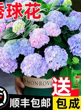 绣球花苗盆栽四季好养无尽夏大盆栽带花苞冬季耐寒花卉植物室内花