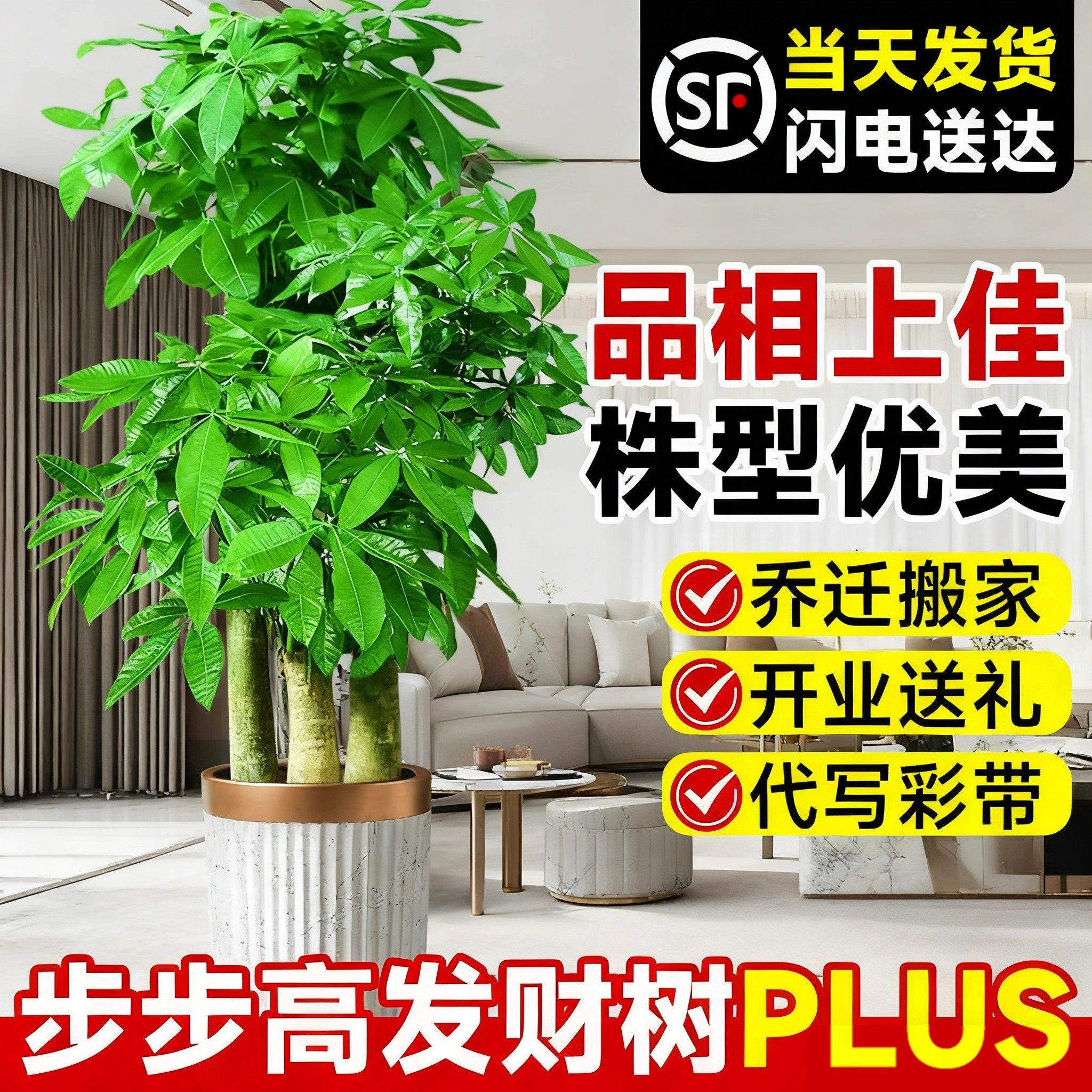 步步高发财树三杆原生客厅大盆栽
