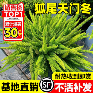 狐尾天门冬盆栽大苗室内外阳台庭院四季常青耐热九尾狐真花卉植物