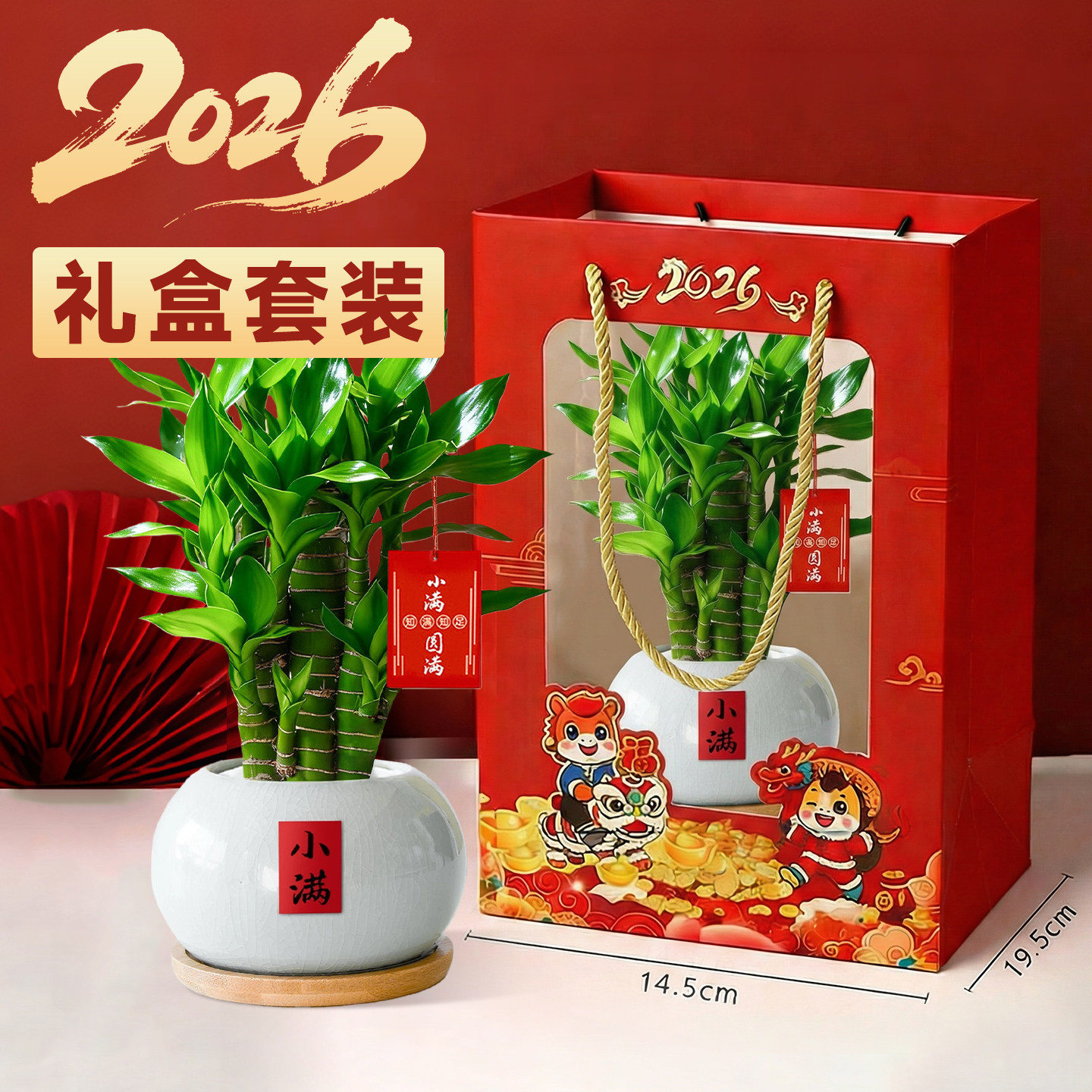 文昌竹小盆栽富贵竹幼儿园绿植物客厅招财摆件室内花卉马年伴手礼