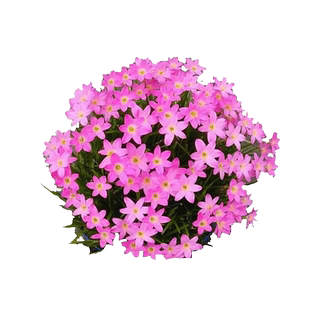 风雨兰种球清香型四季开花重瓣韭莲室内盆栽花卉植物好养易活韭兰