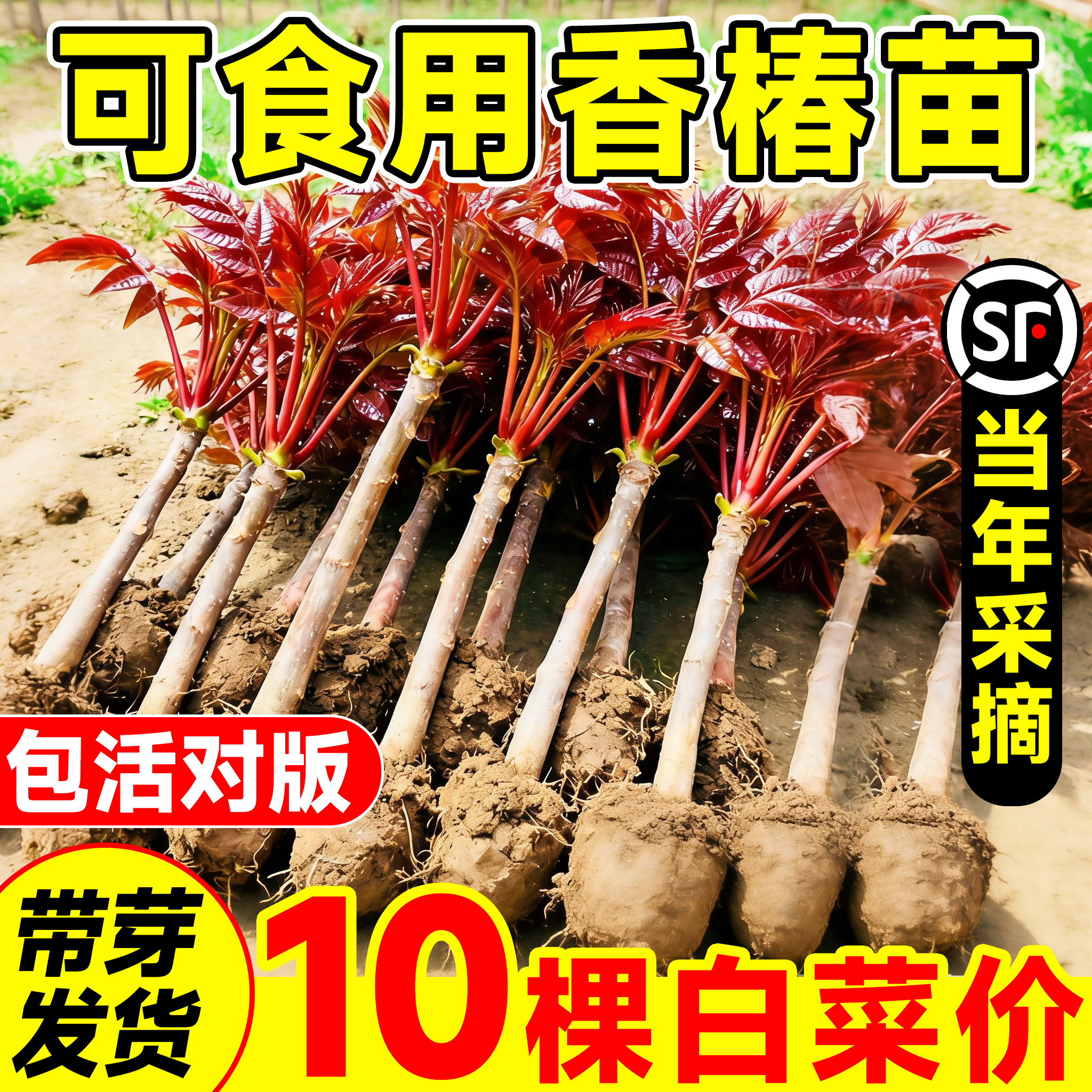 正宗红油香椿苗树四川矮化红椿树苗可食用阳台种植香椿芽蔬菜种子