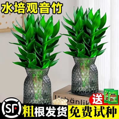 【免费试种】富贵观音竹水培旺宅