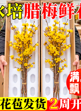 水培腊梅花鲜花干枝鲜切枝条红梅澳洲腊梅真花期超长的家用插花卉