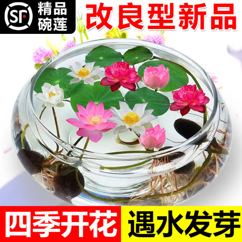 碗莲水培植物花卉室内好养四