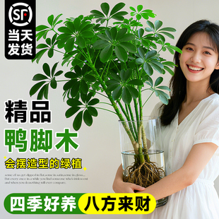 鸭脚木水培植物盆栽绿植物水养八方来财室内客厅桌面盆景带根老桩