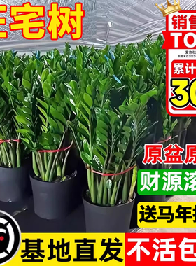 金钱树盆栽室内客厅办公室招财树钱串子大型好养花卉绿植物发财树