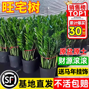 金钱树盆栽室内客厅办公室招财树钱串子大型好养花卉绿植物发财树