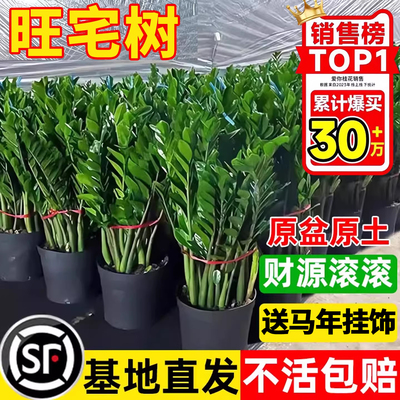 【全网热销30W+】金钱树盆栽招财