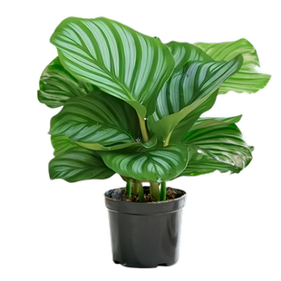 竹芋盆栽水培绿植物青苹果叶蝉彩虹客厅旺宅适合懒人养的花卉室内