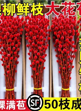 2026银柳真花鲜枝批发干花客厅摆件红色年宵花卉新年氛围装饰水培