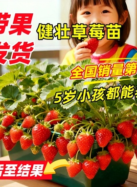 草莓苗盆栽秧苗丹东99新苗秧四季结果奶油玄玉优质脱毒种苗大果苗