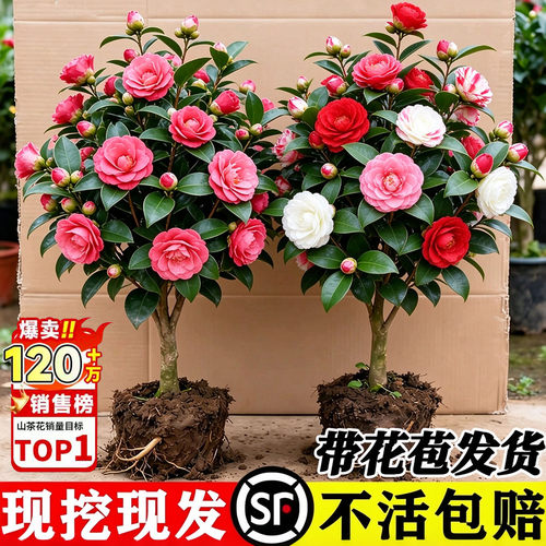 【全网热销10W+】山茶花树苗带花