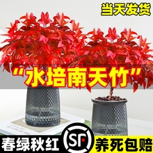 火焰南天竹盆栽观叶小盆景好养易活耐寒绿植物办公室内好养除甲醛