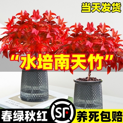 水培南天竹室内四季好养净化空气