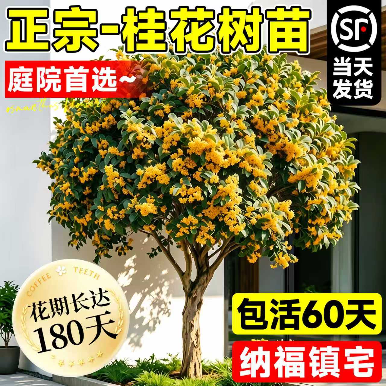 桂花树苗南北方种植庭院别墅地栽图片