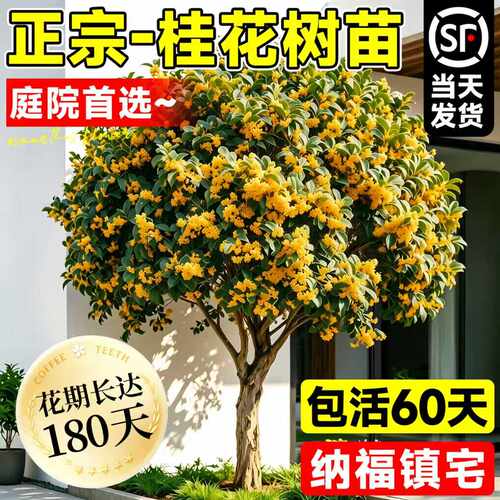桂花树苗南北方种植庭院别墅地栽