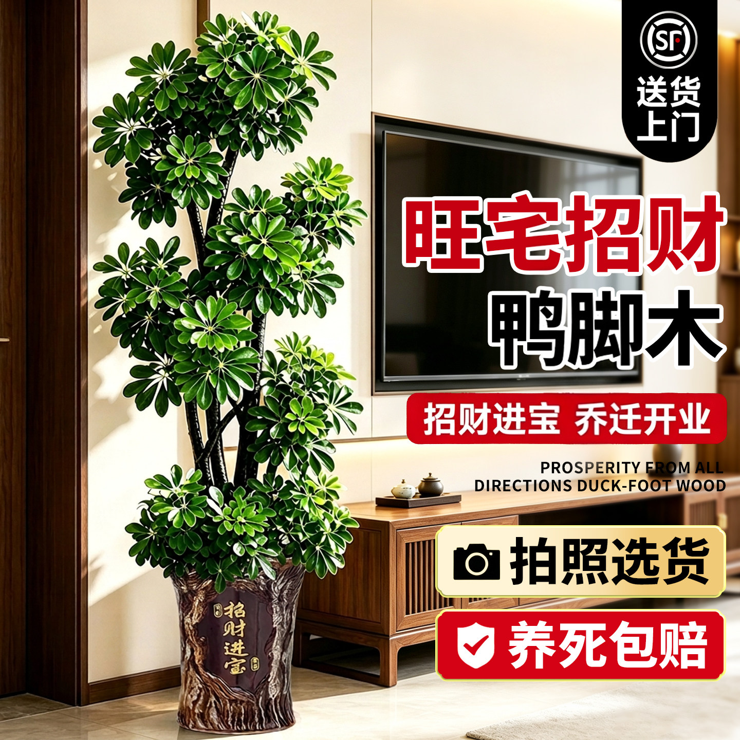 【全网热销10W+】客厅旺宅鸭脚木