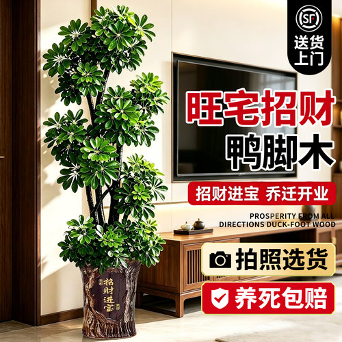【全网热销10W+】客厅旺宅鸭脚木