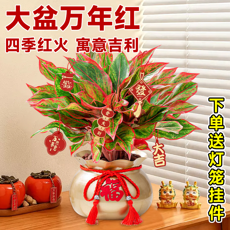 大盆萬年紅盆栽吉利紅如意皇后客廳綠植物室內四季好養(yǎng)蛇年宵花卉