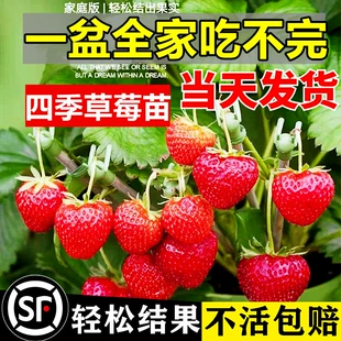 奶油草莓苗盆栽种籽子带盆带土红颜四季 结果可食用阳台种植新秧苗