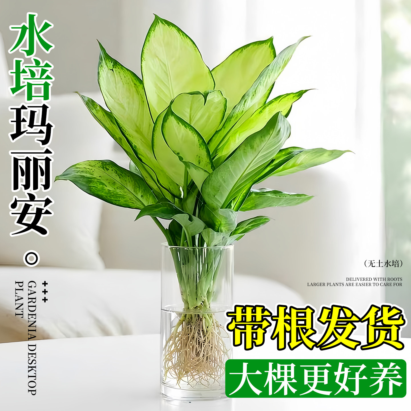 玛丽安水培植物室内好养万年青图片