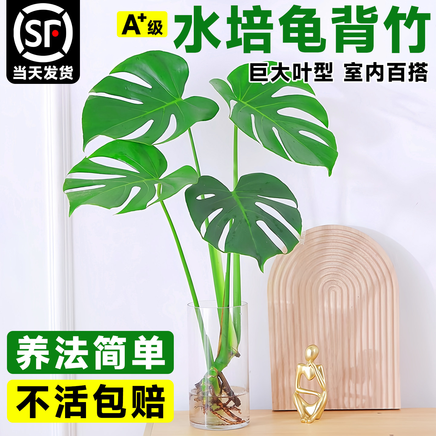 ��Ʒ�����20-30cm3��+Ӫ��Һ ���� ˮ��걳�����Ծ��������ļ�����