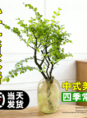 小叶女贞水培植物办公室内客厅插花卉老桩造型绿植物四季好养招财
