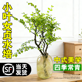 小叶女贞水培植物办公室内绿植客厅花卉老桩高级造型四季好养招财