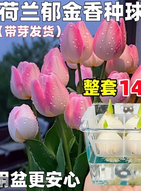 郁金香种球水培植物荷兰进口5度球桌面植物花卉种子阳台耐寒好养