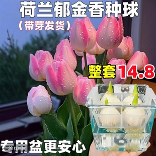 郁金香种球水培植物荷兰进口5度球桌面植物花卉种子阳台耐寒好养