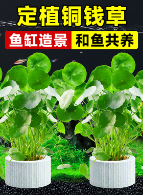鱼缸水草水培植物和鱼共养铜钱草鱼缸专用造景净化水质真水草绿植