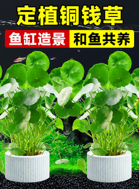 鱼缸水草培植物和共养铜钱草植物