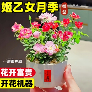 迷你小盆栽姬乙女老桩超微型月季 姬月季 鲜花小苗办公室内桌面植物