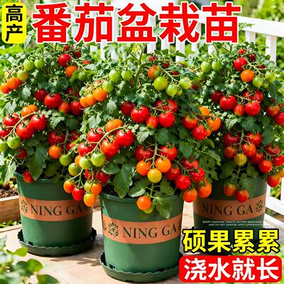 矮生小番茄苗秧盆栽西红柿