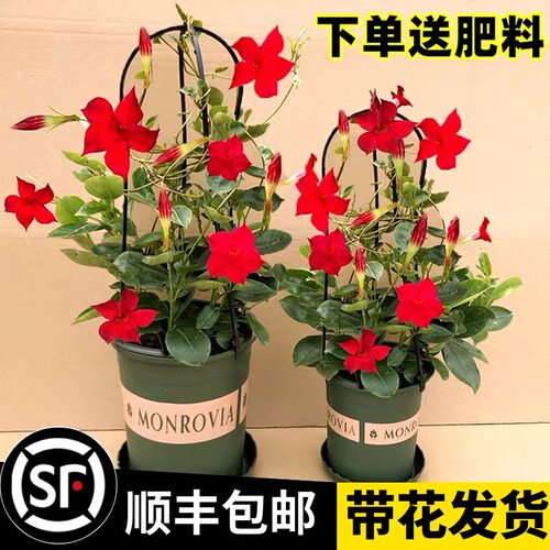 飘香藤质量怎么样 飘香藤口碑怎么样 小麦优选