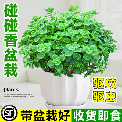 【全网热销10W+】趣味碰碰香盆栽