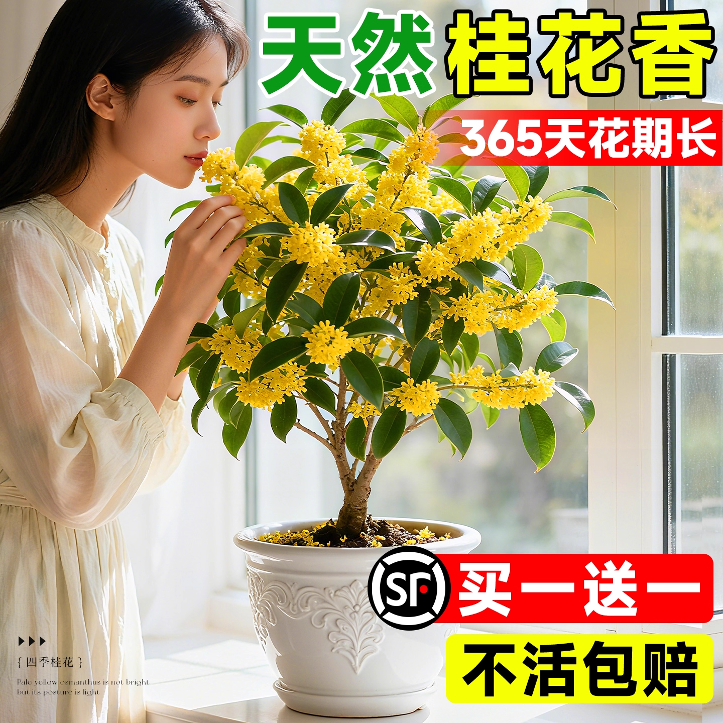 桂花树苗四季桂盆栽开花不断