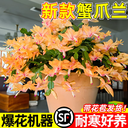 重瓣蟹爪兰盆栽带花苞冬天耐寒花卉大全室内阳台植物易活四季开花